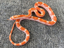 baby creamsicle corn snake