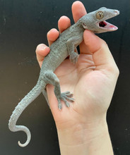 Powder Blue Tokay Geckos for sale