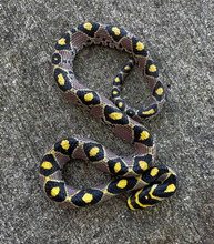 Mandarin Rat Snake for sale | Snakes at Sunset
