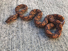 Brazilian Rainbow Boa For Sale