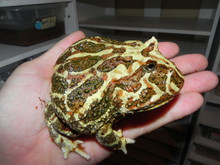 adult pacman frog for sale