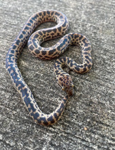 Spotted Pythons for sale | Snakes at Sunset