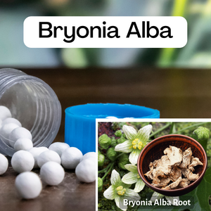 Bryonia Alba remedy comes from the root of this plant