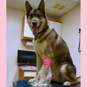 Dioxyfin sleeves for carbon dioxide treatment of horses, dogs and cats, airjector Dioxyfin sleeves for carbon dioxide treatment of horses, dogs and cats, airjector