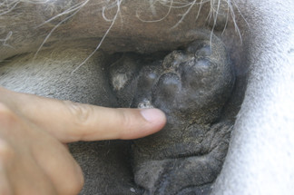 Cancer in the Equine Cancer in the Equine