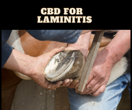 CBD for Horses with Laminitis