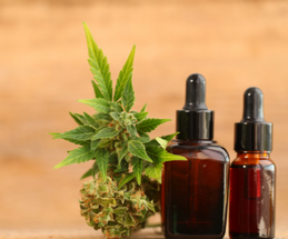 Demystifying Hemp and CBD in the Equine Demystifying Hemp and CBD in the Equine