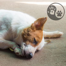 Emergency Preparedness with CBD and More!