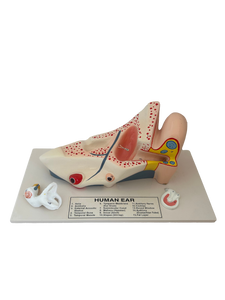 Human Ear Model Anatomy