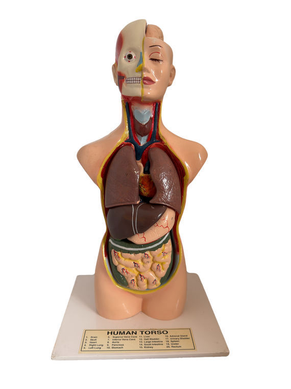 Human Torso Model