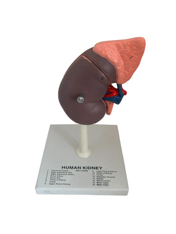 Human Kidney Model