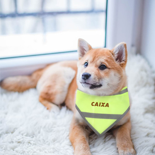 A reflective dog bandana in bright yellow with a logo, worn by a Shiba Inu on a fluffy surface near a window.