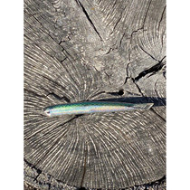 Basstrix Flash Trix Electric Silverside 4"