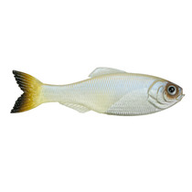 6th Sense Panorama 2 Pro Blue