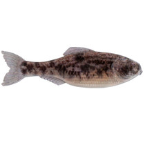 6th Sense Panorama Softbait 2.8" Live Goby