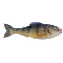 6th Sense Panorama Softbait 3.5" Live Yellow Perch