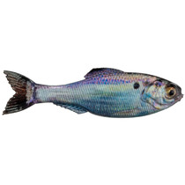 6th Sense Panorama Softbait 5" Live Gizzard Shad