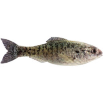 6th Sense Panorama Softbait 3.5" Live Crappie