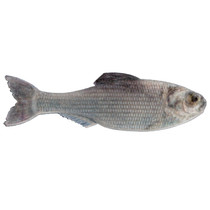 6th Sense Panorama Softbait 5" Live Shad