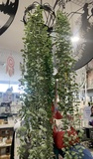 Linden Cascading Plant 105cm