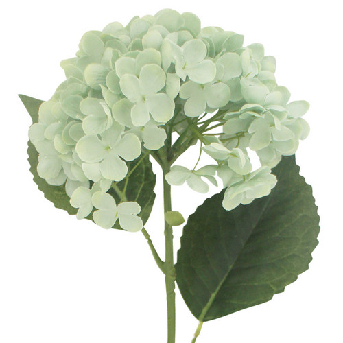 Hydrangeas In Green