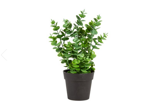 Potted Eucalyptus Plant