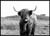 Hank Highland Cow 100x140cm