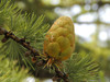 PINE WHITE (Pinus strobus linneus) Organic