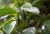 PEPPER BLACK (Piper nigrum) Organic