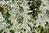 OWYHEE (Artemesia ludoviciana) Wild