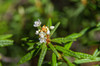 LABRADOR TEA (Ledum groenlandicum) Organic