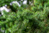 FIR DOUGLAS (Pseudotsuga douglasii) Organic