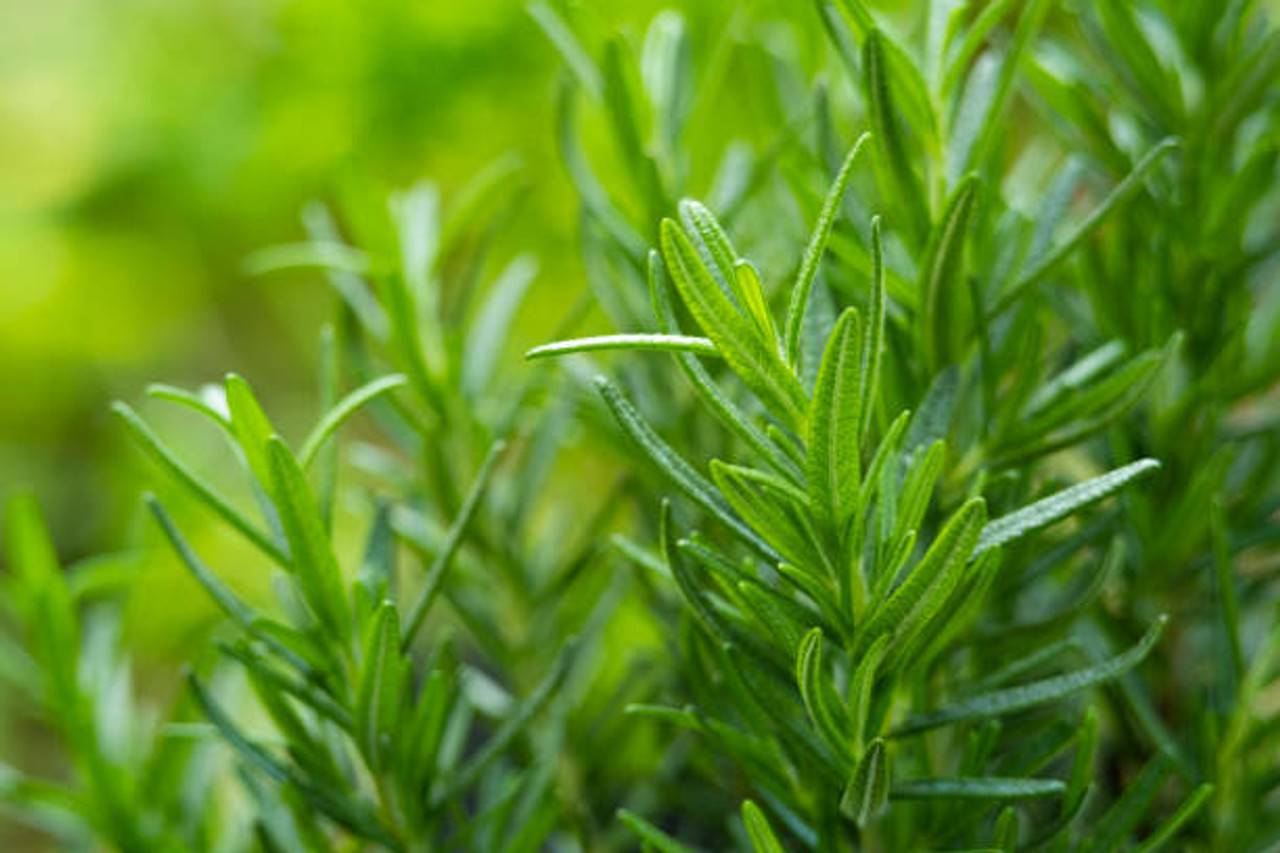 ROSEMARY CT CAMPHOR (Rosmarinus officinalis) Conventional