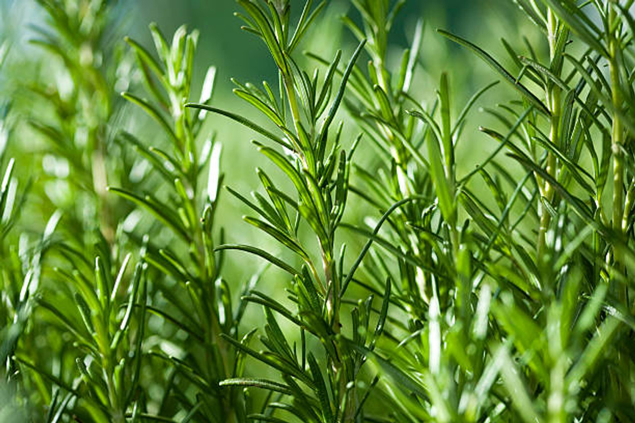 ROSEMARY CT CINEOL (Rosmarinus officinalis) Organic