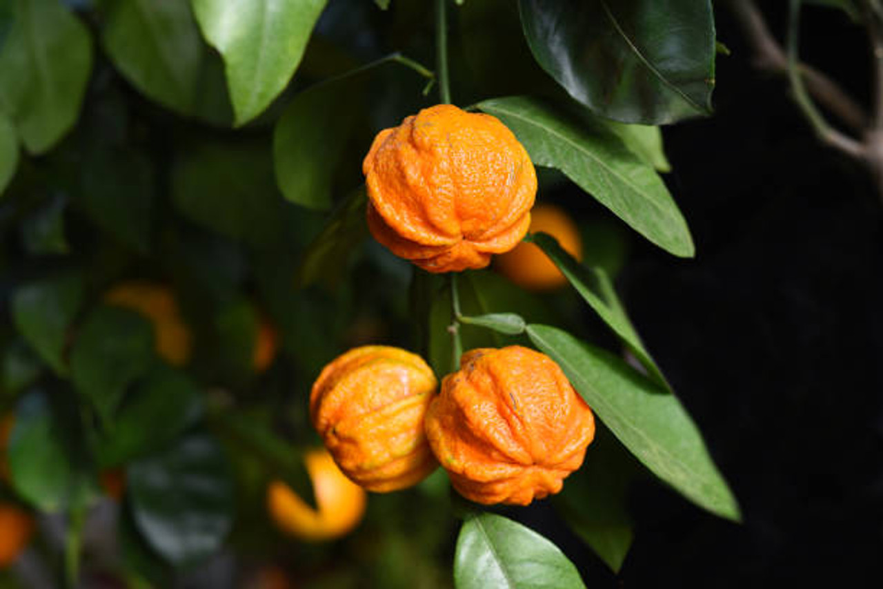 NEROLI SUR FLEURS PETITGRAIN (Citrus aurantium) Organic