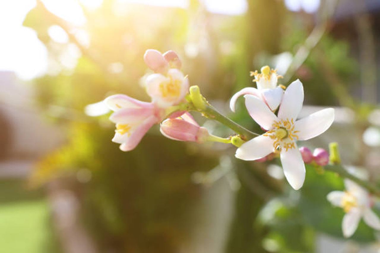 NEROLI BLOSSOM (Citrus aurantium)