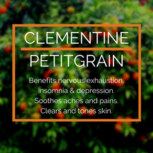 Essential Oil Spotlight: Clementine Petitgrain 