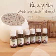 Essential Oil Spotlight: Eucalyptus-Which One Should I Choose?