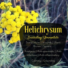Essential Oil Spotlight: Helichrysum (Immortelle/Everlasting)