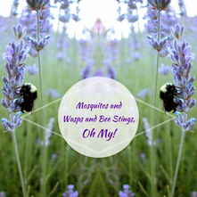 Natural Remedies for Insect Bites and Stings Natural Remedies for Insect Bites and Stings