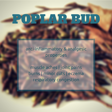 Essential Oil Spotlight: Poplar Bud