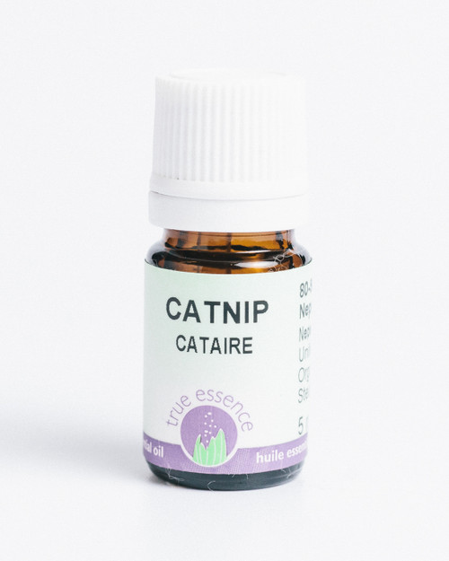 CATNIP  (Nepeta cataria) Organic