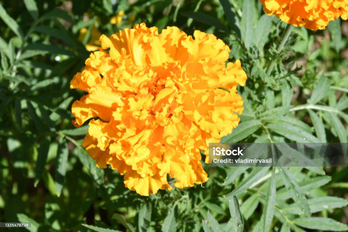 TAGETES (Tagetes glandulifera) Organic