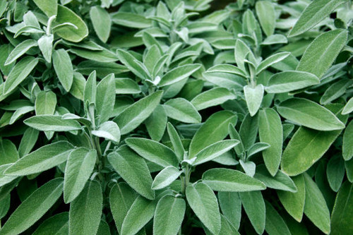 SAGE DALMATION (Salvia officinalis) WildCrafted