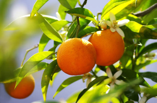 ORANGE BITTER (Citrus aurantium var amara) Organic