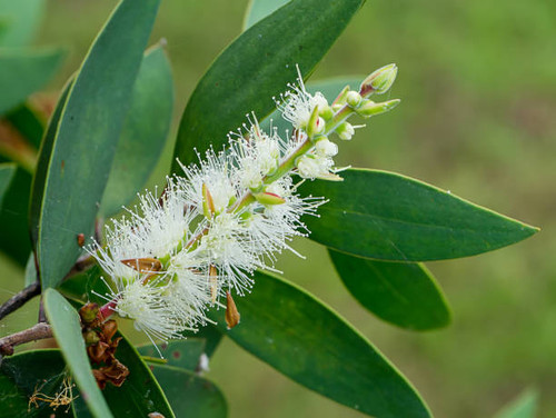 NIAOULI (Melaleuca quinquenervia) Organic