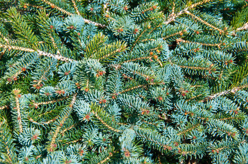 FIR BALSAM (Abies balsamea) Organic