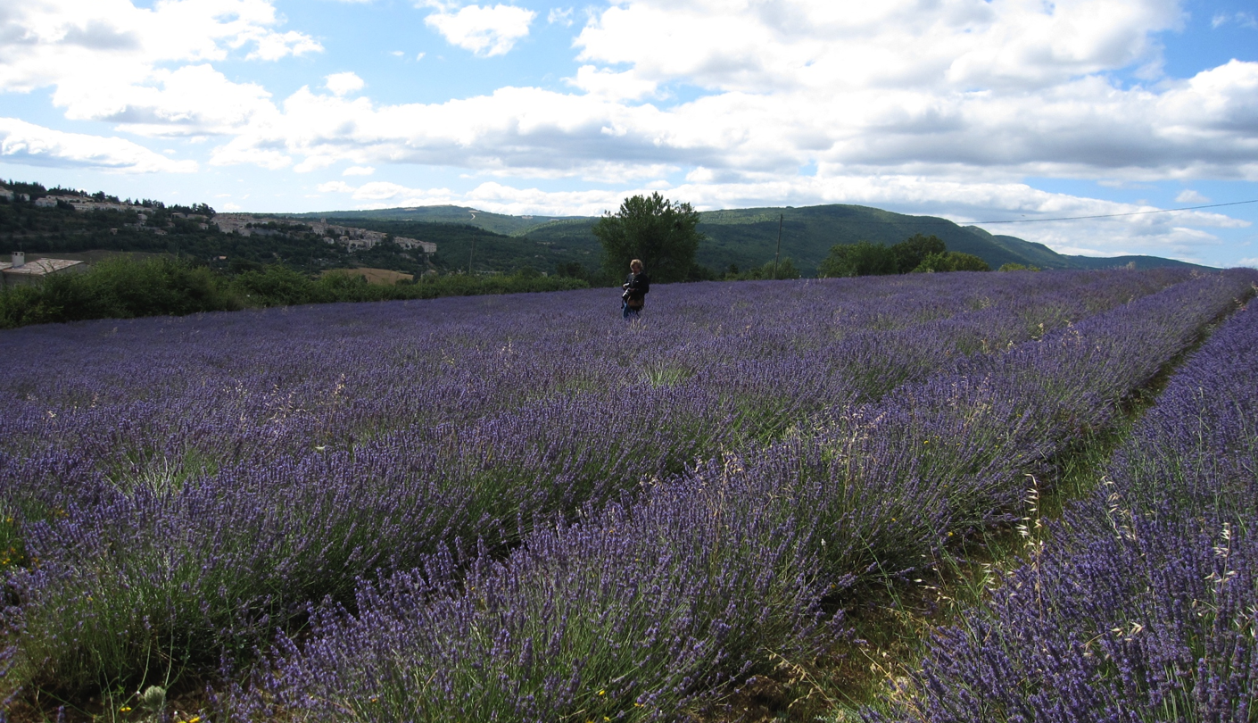 lavender-field.png