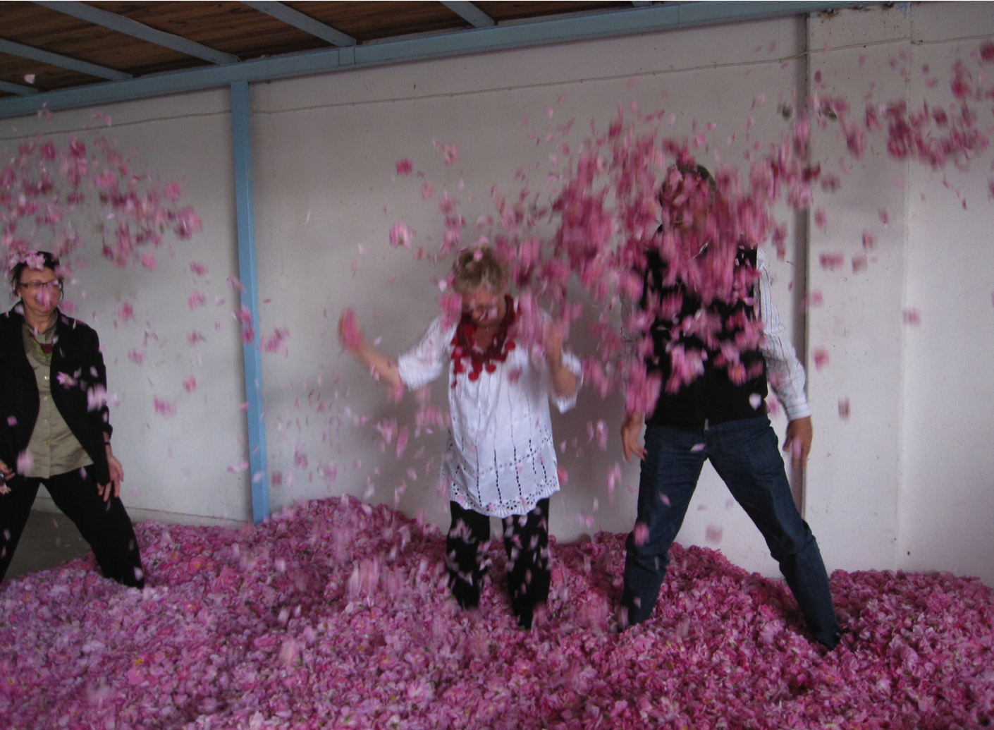 rose-harvest-play-petals.png