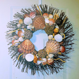 20" Seashell Wreath on Brown Birch with Exotic Sea Urchins & Sand Dollars